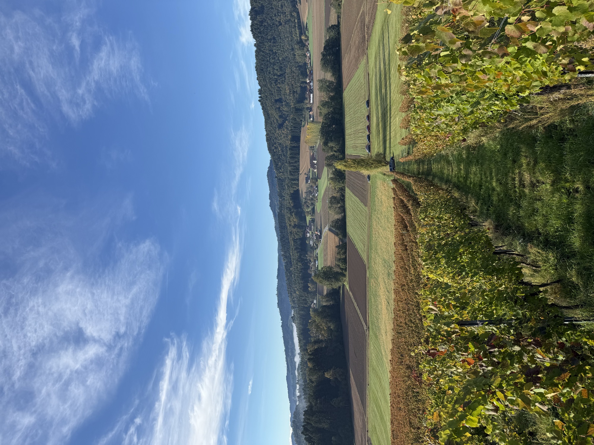 Herbstlicher Weingarten des Weinguts Resch mit Blick über das Wildbachtal