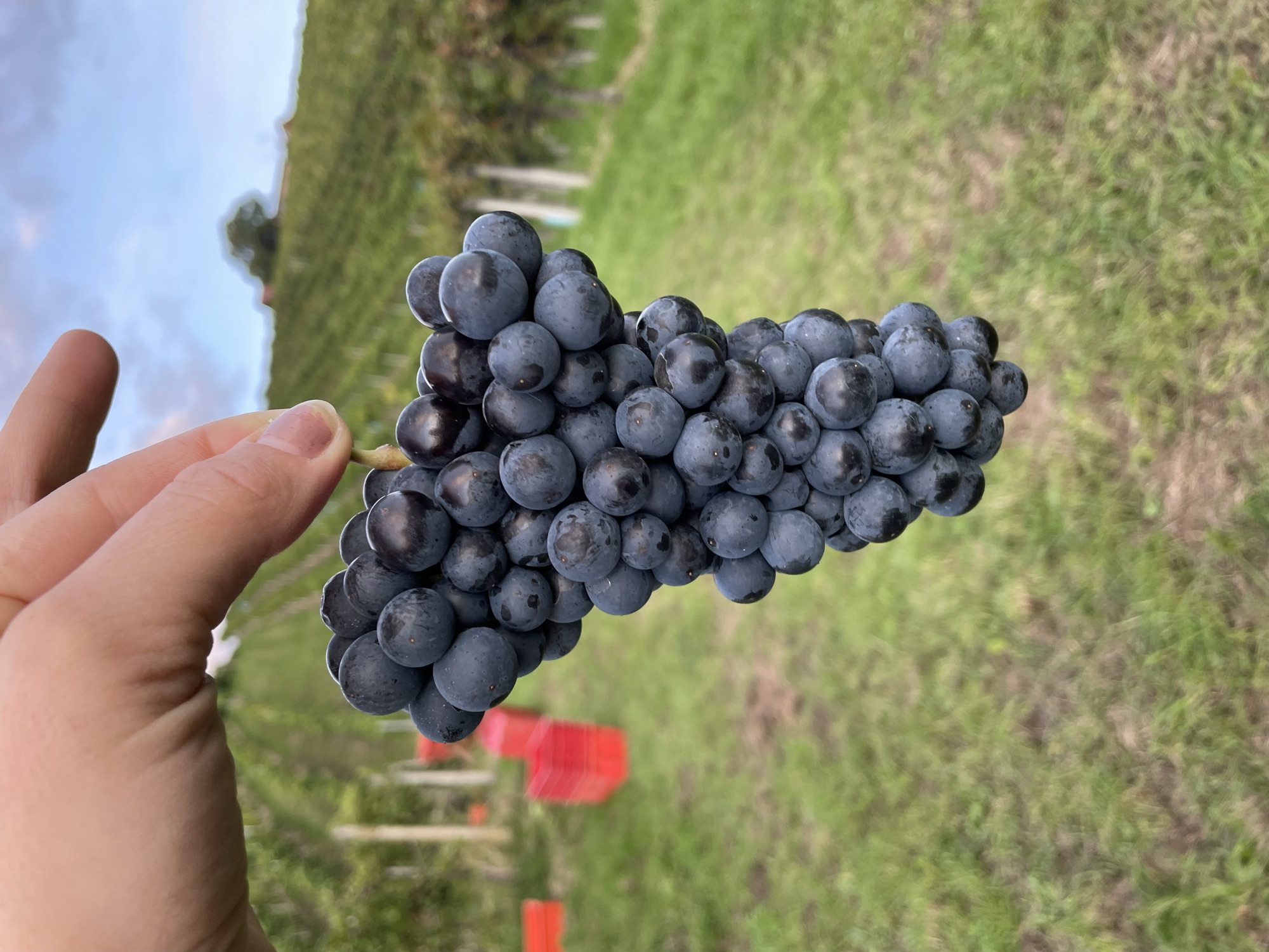 Eine reife Traube Blauer Wildbacher, in der Hand gehalten, im Weingarten